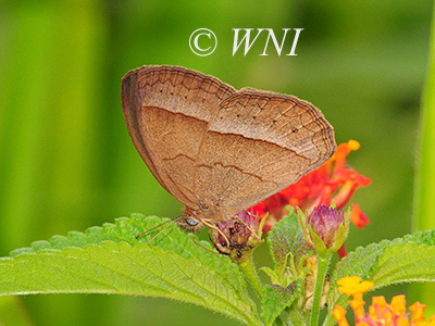 Capronnieria galesus (Satyrinae, Nymphalidae, Lepidoptera)